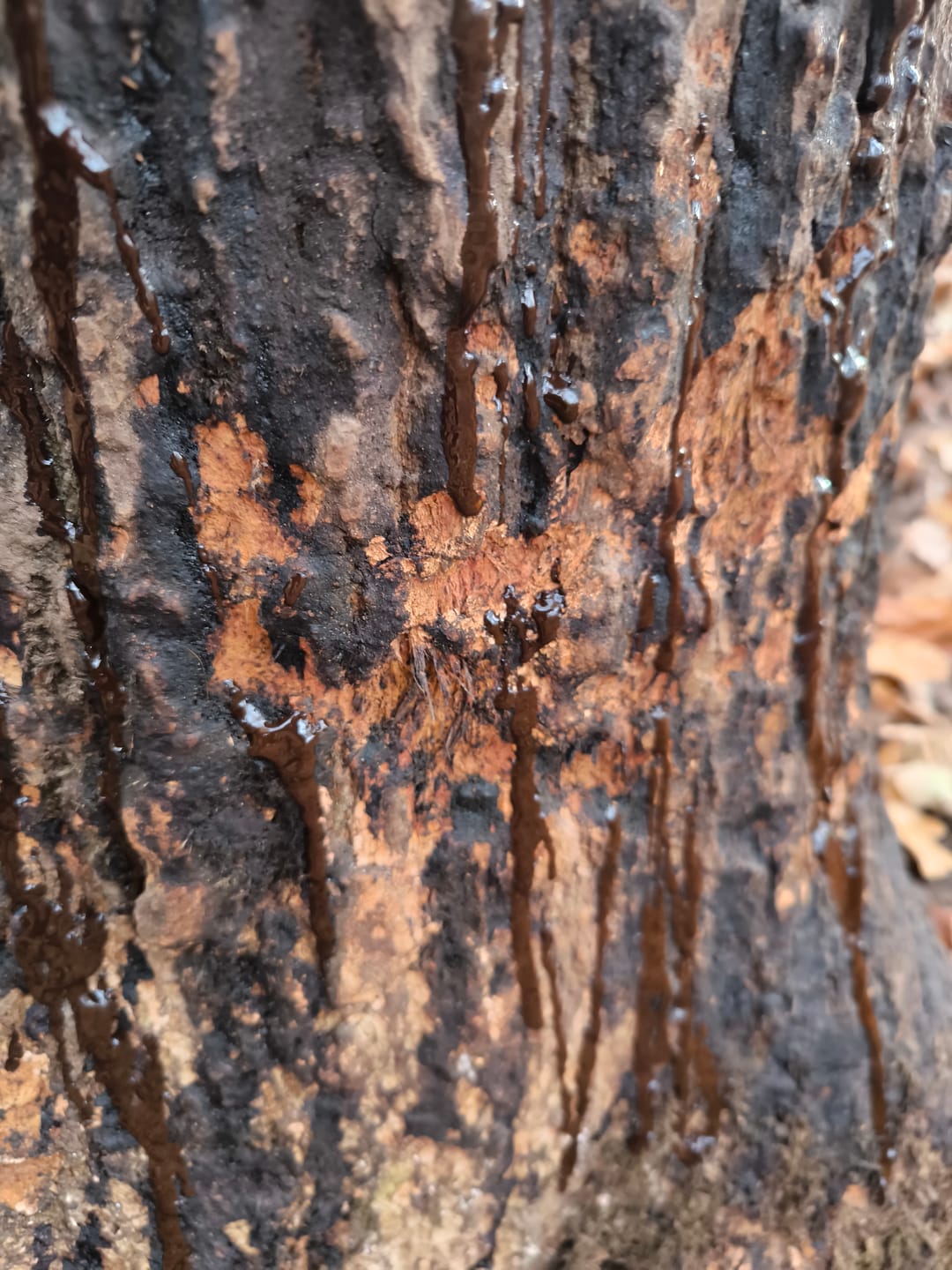 Customer photo review of Teer-Plus Wildlockmittel - Schwarzwild