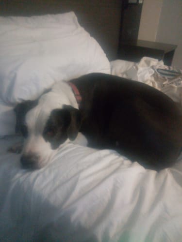 Customer photo review of Petsmont Buddy Guard Large Dog