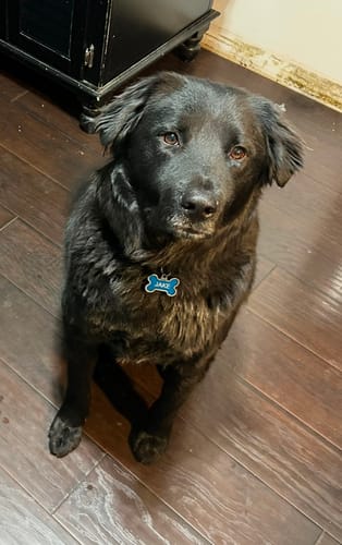 Customer photo review of furMe Grooming Vacuum Tool Replacements