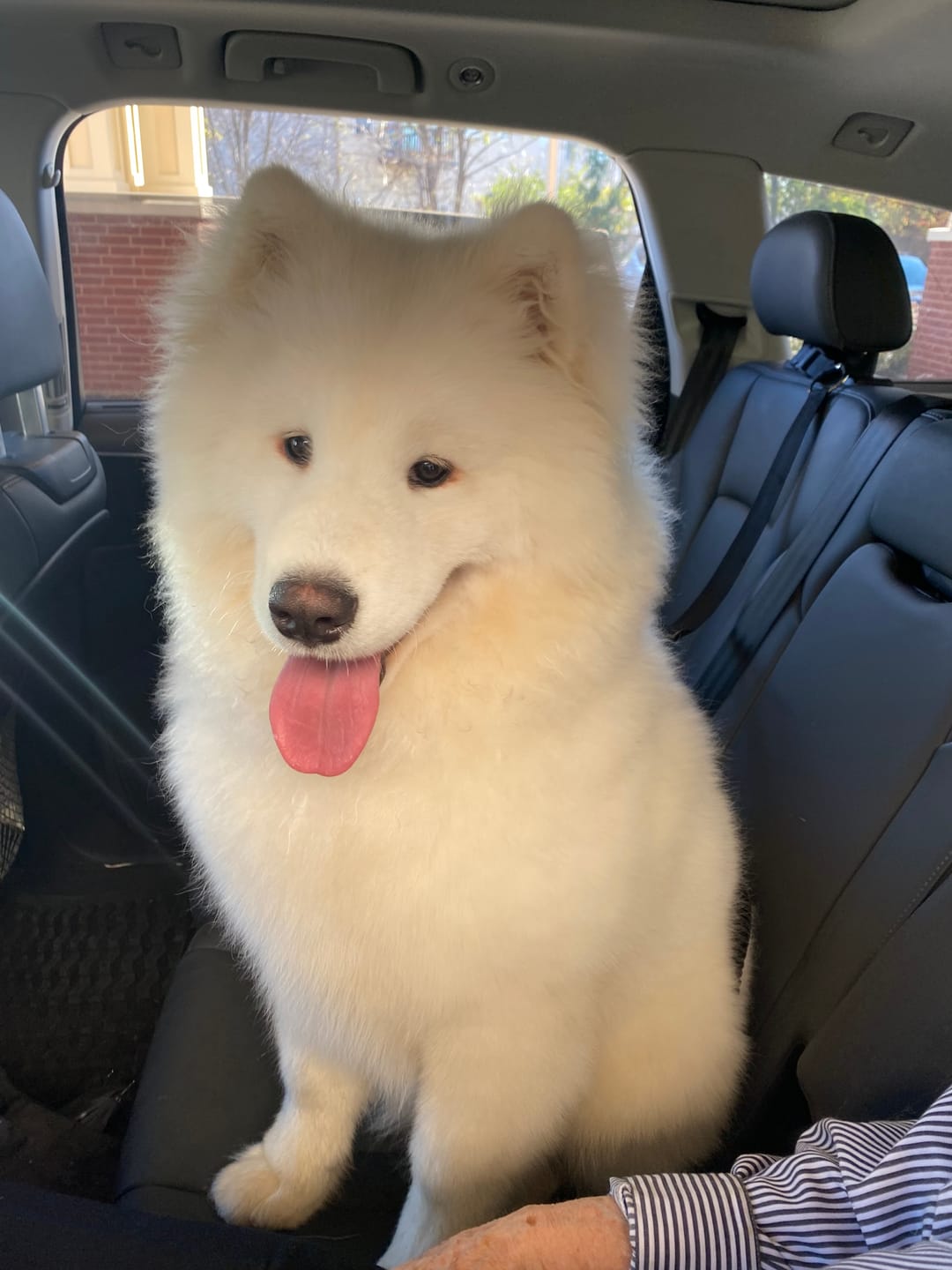 Customer photo review of 2 Pack Headrest Car Dog Safety Seatbelt