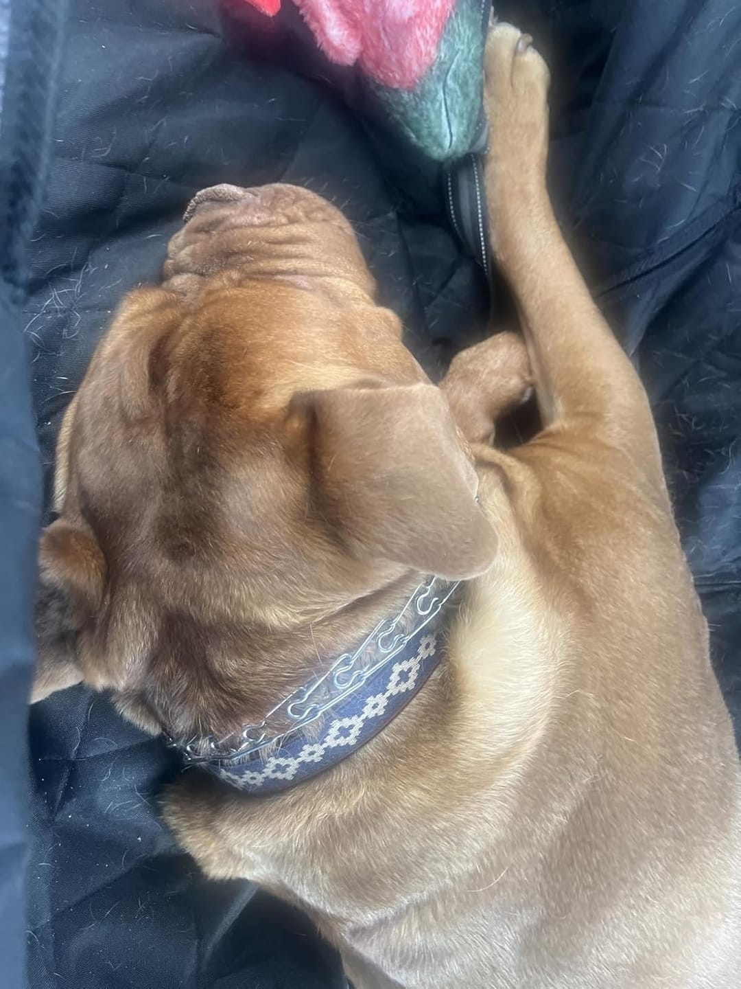 Customer photo review of Guarda Pampas Leather Dog Collar (Blue)