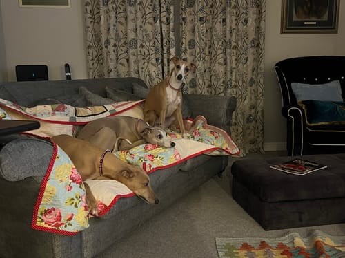 Customer photo review of Gentle Dog Food Original