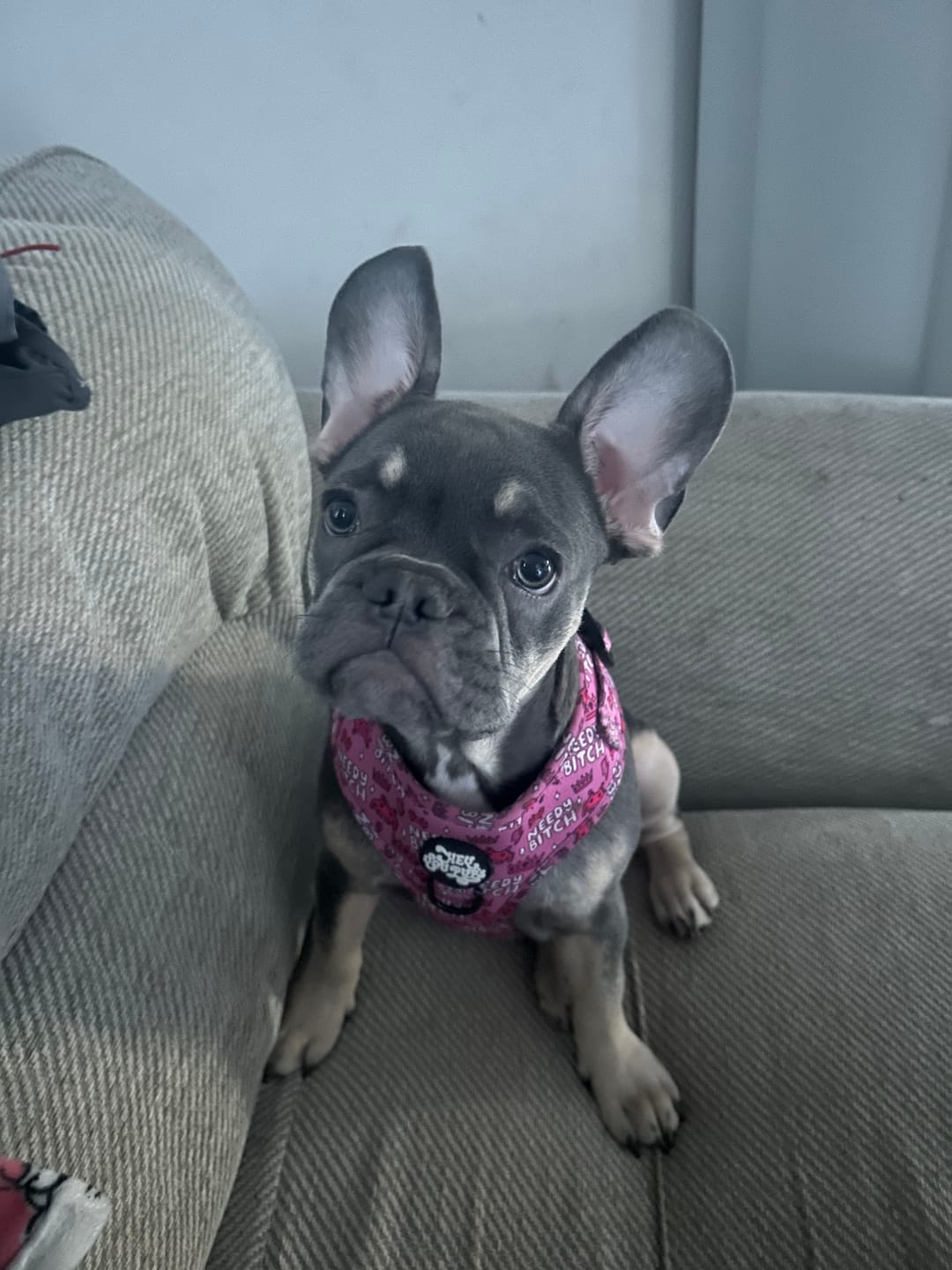 Customer photo review of Needy bi**h harness