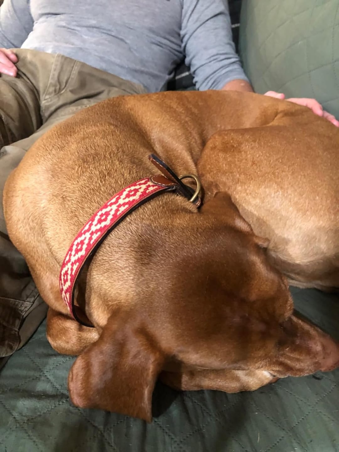 Customer photo review of Guarda Pampas Leather Dog Collar (Red)