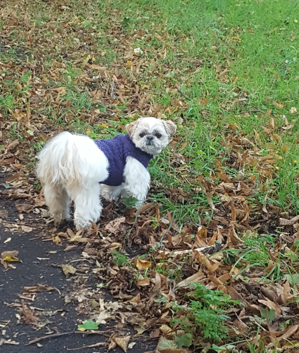 Customer photo review of Beemzy Tandpoeder voor Honden