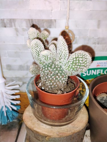 Customer photo review of Opuntia Microdasys Albata | Angel Wings Cactus
