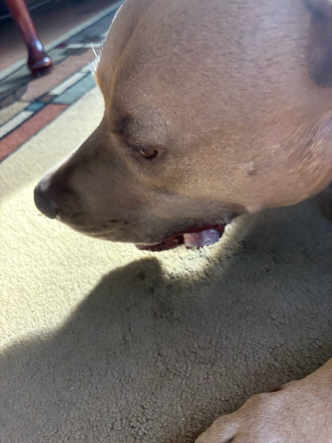 Customer photo review of 6 Inch Extra Thick Bully Sticks