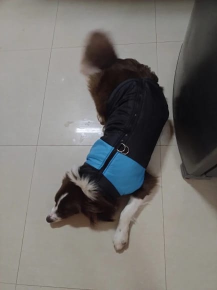 Customer photo review of Winter Pet Dog Clothes Warm Big Dog Coat Puppy Clothing Waterproof Pet Vest Jacket For Small Medium Large Dogs Golden Retriever