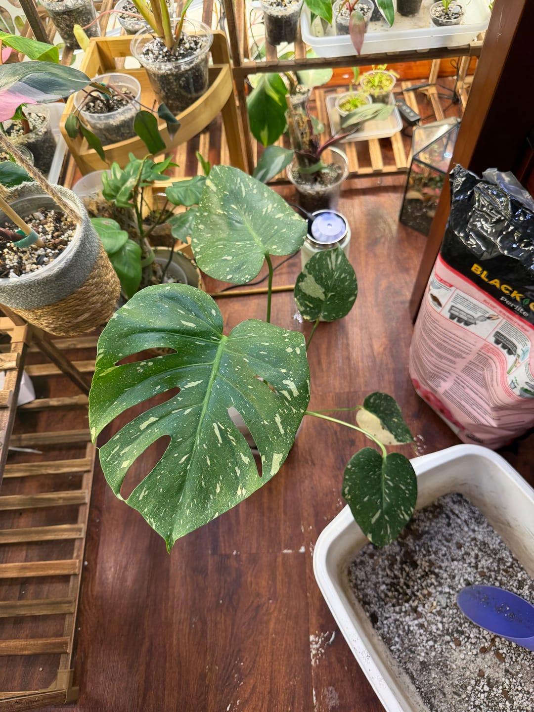 Customer photo review of Monstera deliciosa 'Thai Constellation'