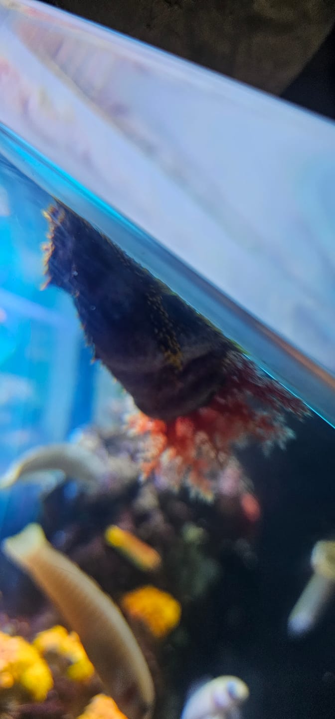 Customer photo review of Snowball Shrimp