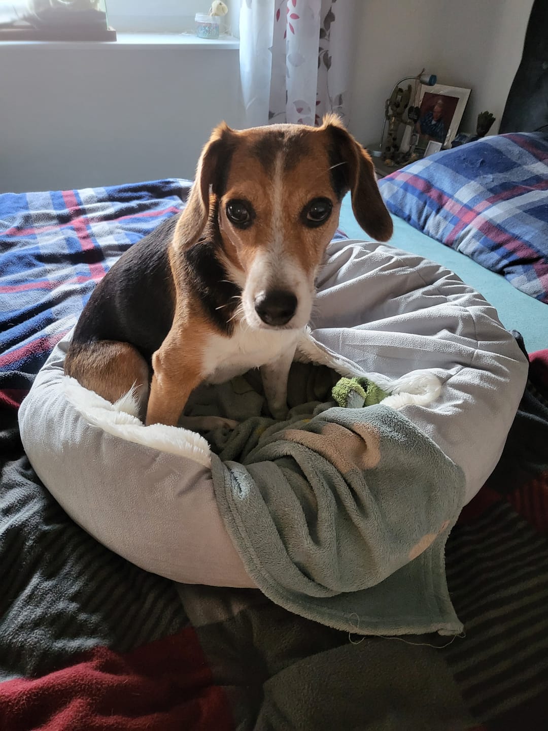 Customer photo review of Emmalove - Kuschelhöhle für Hunde