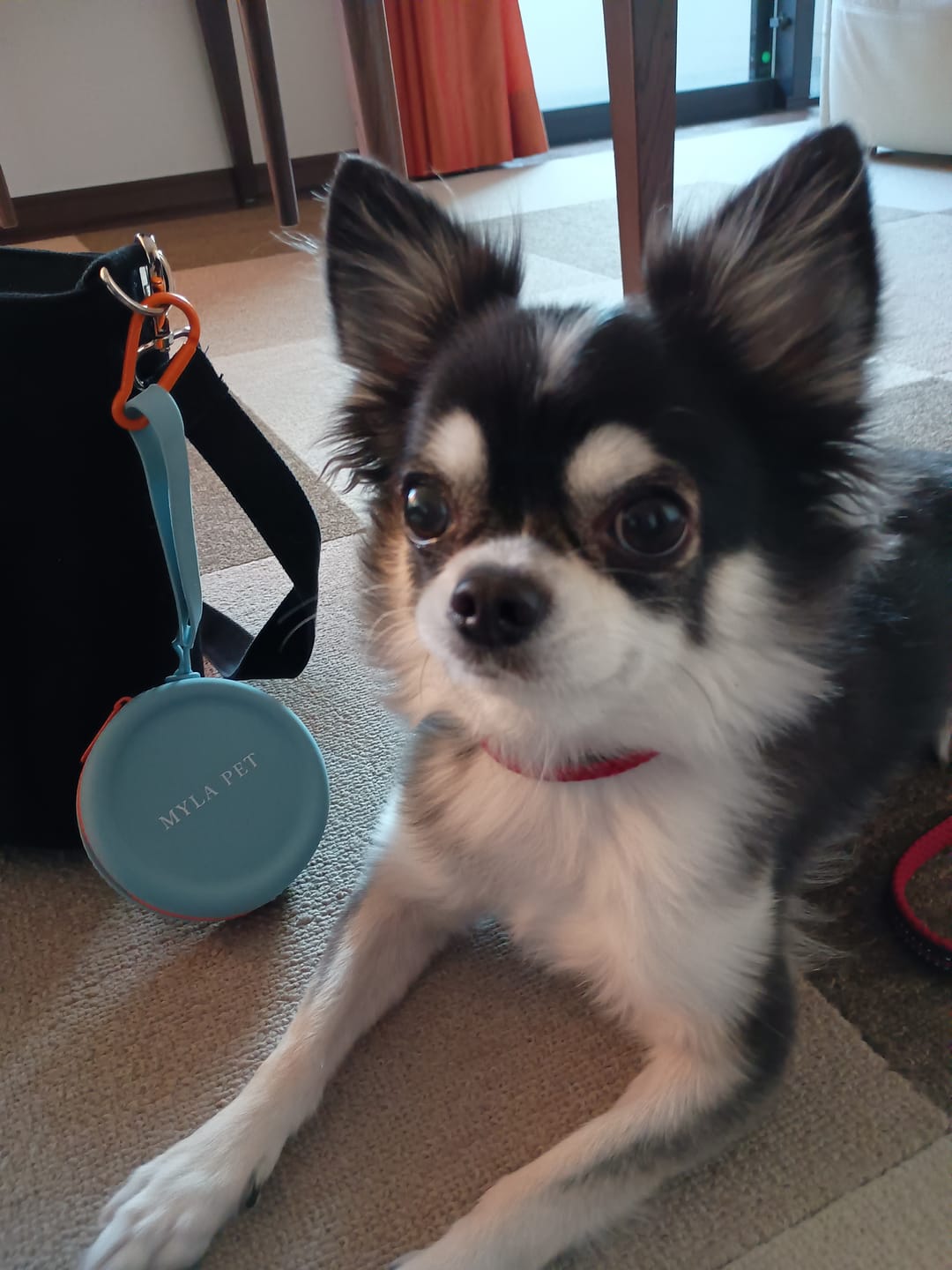 Customer photo review of 【おやつケースが付いてくる10月限定キャンペーン実施中】 犬のお散歩バッグ（ブラック）
