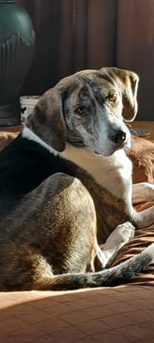 Customer photo review of 6 Inch Standard Braided Bully Stick
