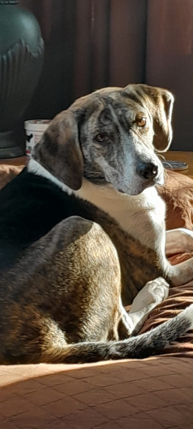 Customer photo review of 6 Inch Standard Braided Bully Stick
