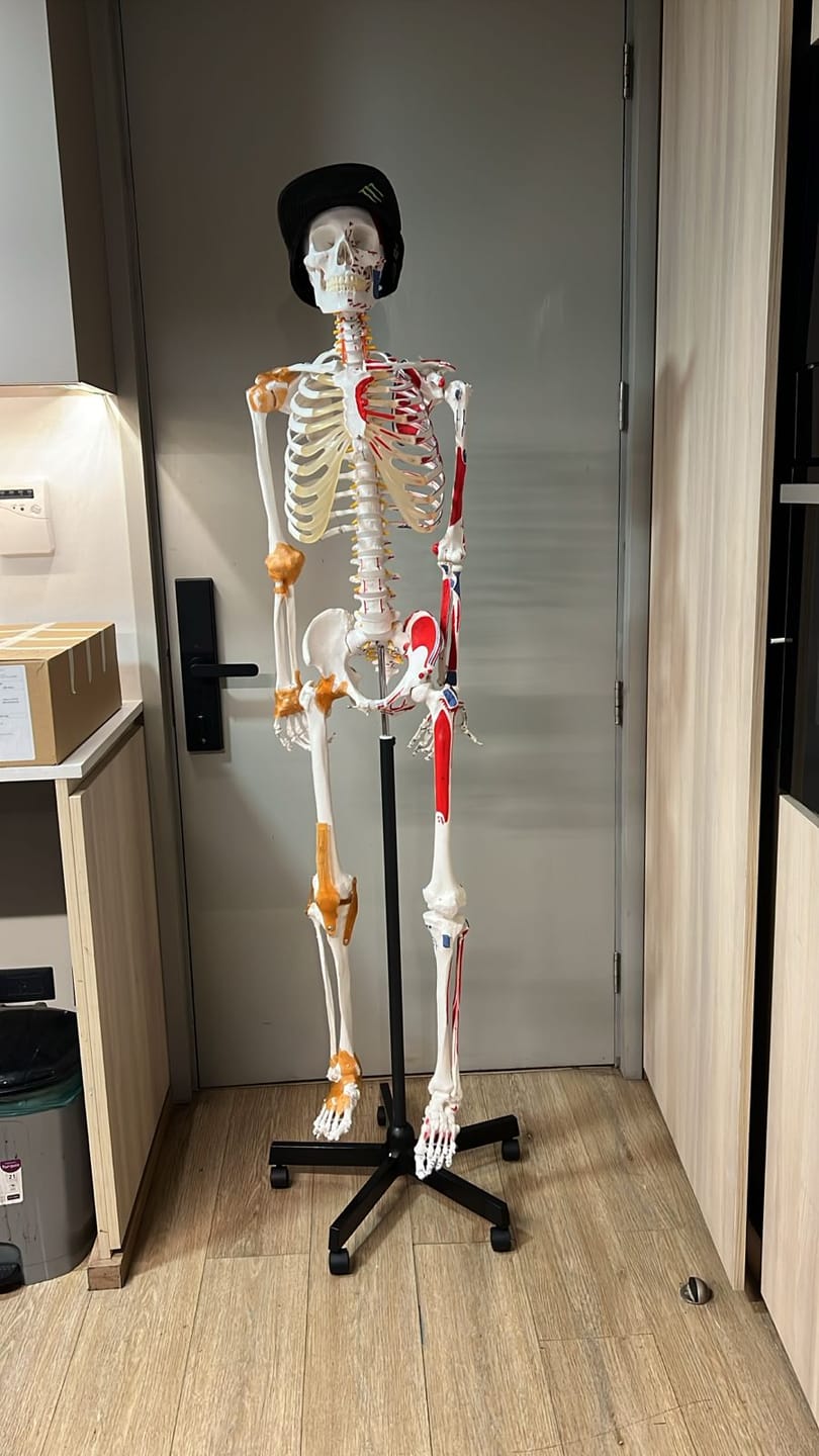 Customer photo review of Esqueleto Escala Humana 170 cm Inserciones Musculares y Ligamentos