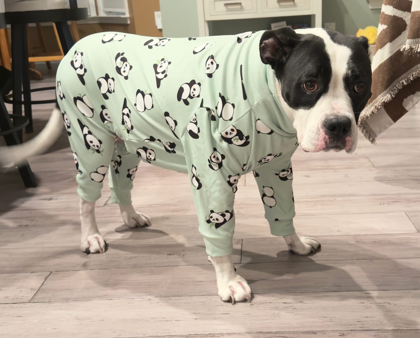 Customer photo review of Dog Pajama - Panda