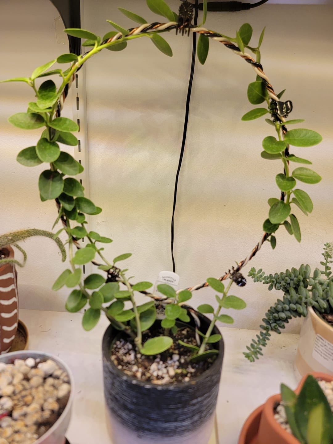 Customer photo review of Hoya cumingiana