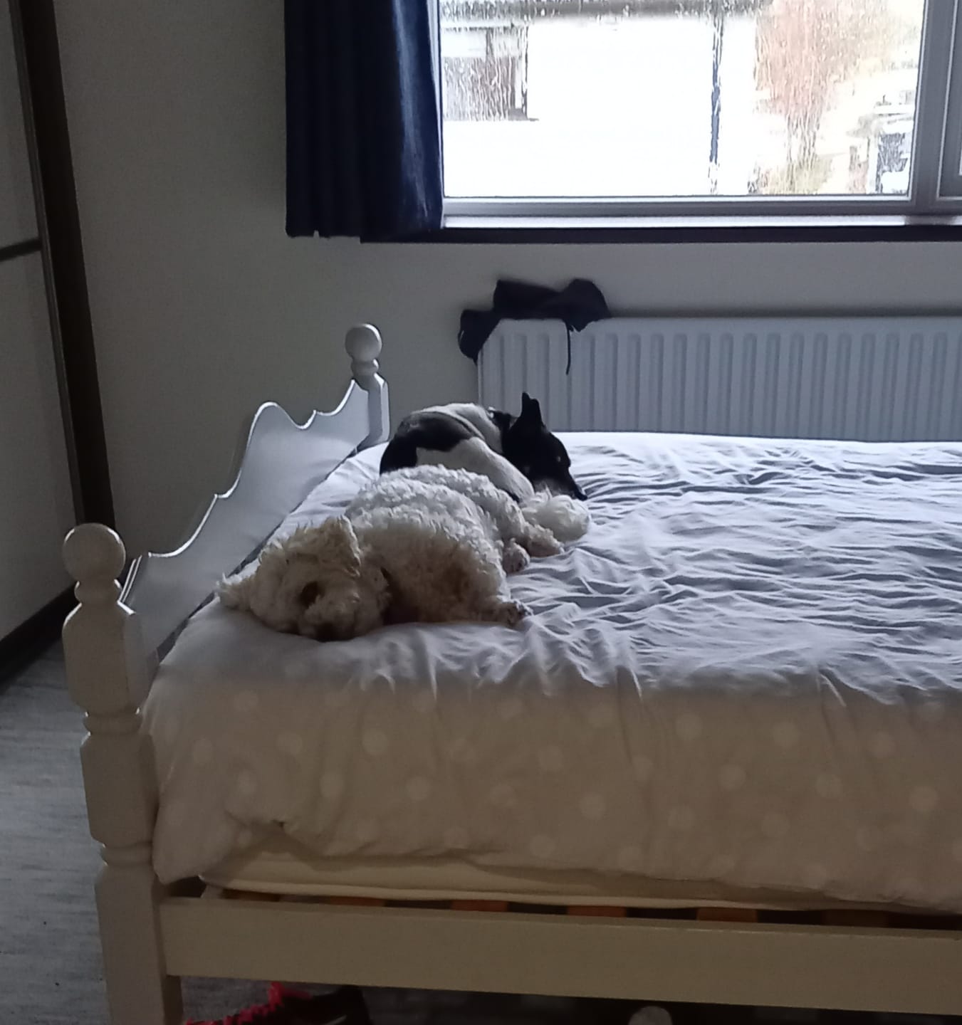 Customer photo review of Anti-Itch Dog Chews Twin Pack