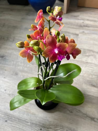 Customer photo review of Große Two of Us Duftorchidee Bolgheri mit orangen Blüten und 5+ Rispen