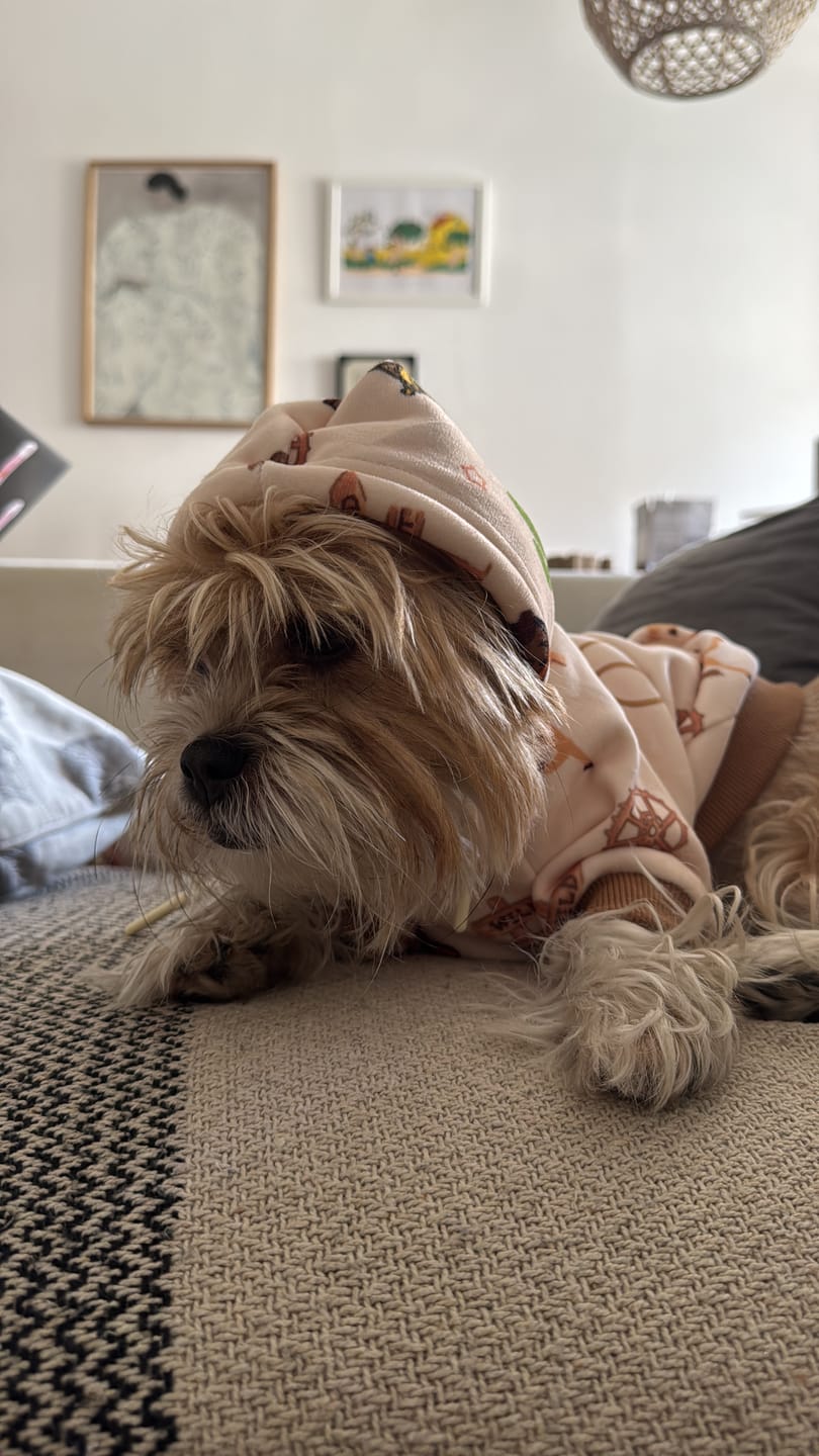 Customer photo review of Rodeo Dog Hoodie