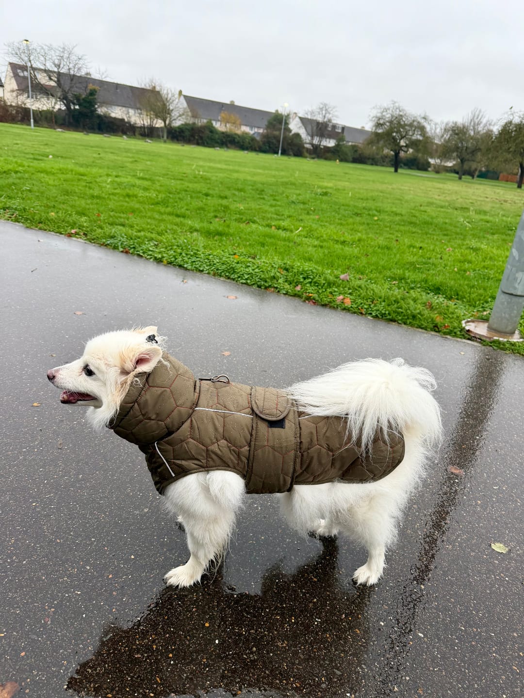 Customer photo review of Honey Comb Dog Coat