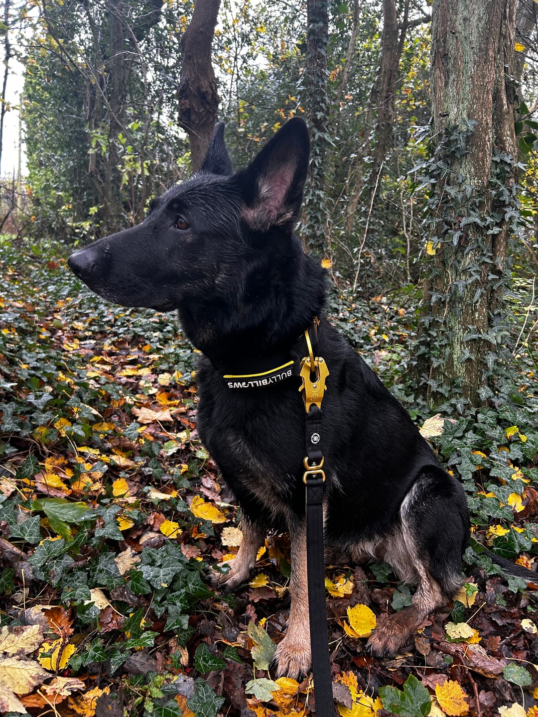 Customer photo review of 5cm Lighter Combat® Collar | With Handle Secure Clip - Black x Yellow