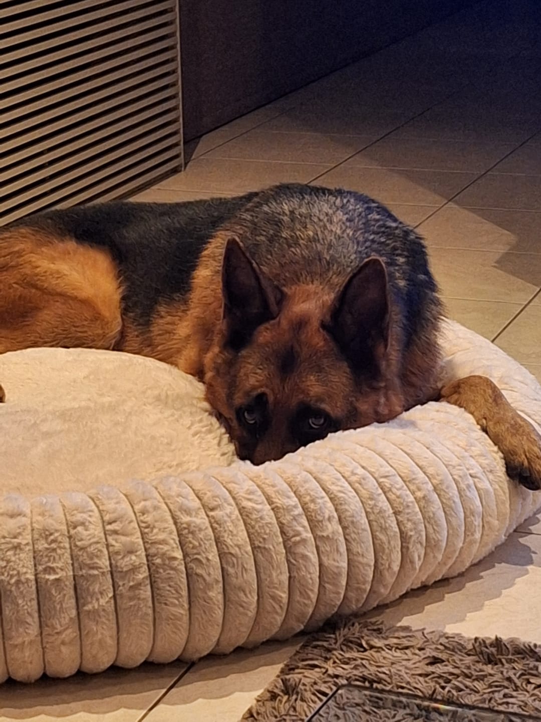 Customer photo review of Pet Perfect Hoes voor Orthopedische Donutmand - EXCLUSIEF VULLING