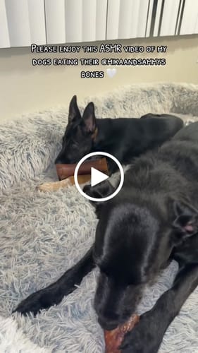 Customer video review of Gift Bundle: 2 Large Yak Chews and a 6" Hickory Smoked Bully Stick