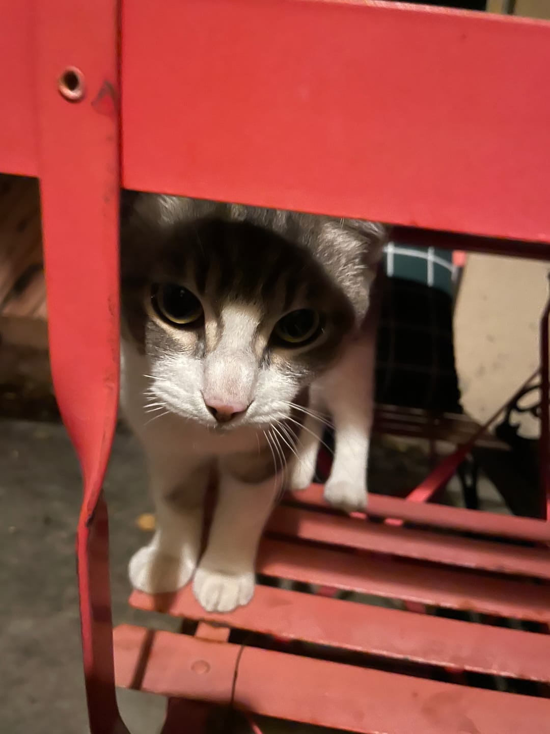 Customer photo review of Cat Itchy Skin & Healthy Coat Remedy