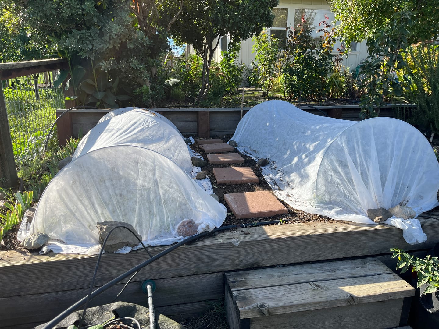 Customer photo review of Floating Row Cover*