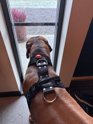 Customer photo review of Easy Walk Extreme Svart - Sele med snabbspänne