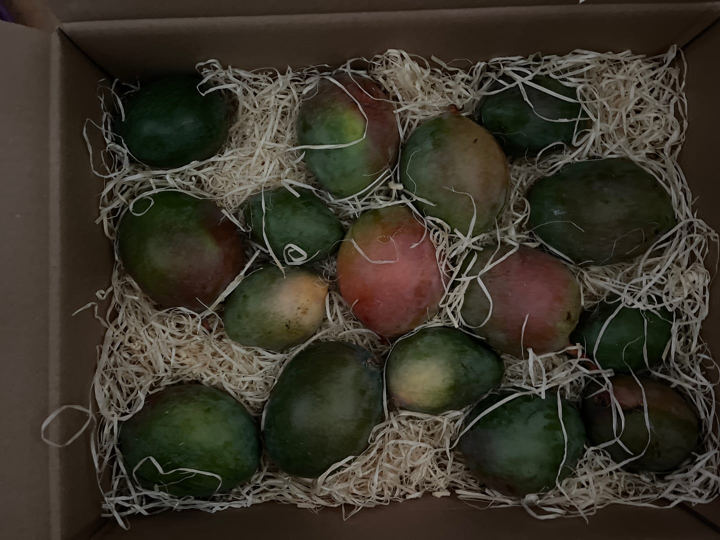 Customer photo review of Mini-Mango Keitt Bio Sonderpreis %