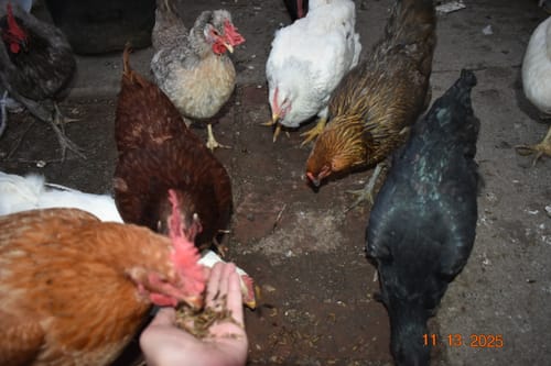 Customer photo review of GrubTerra Dried Black Soldier Fly Larvae 10lb