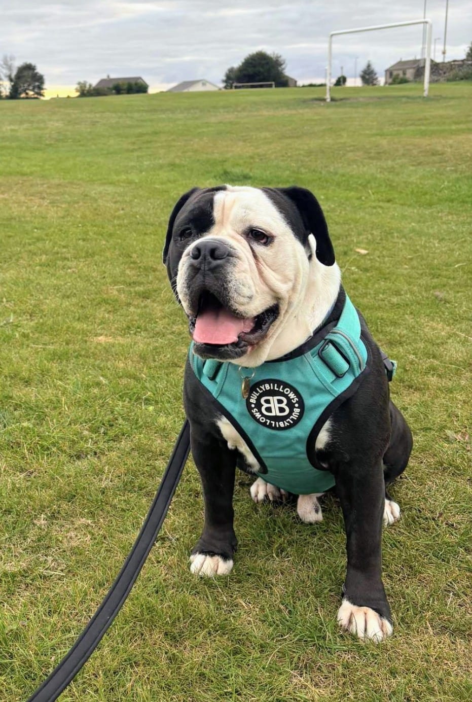 Customer photo review of Comfort Premium Harness | Non Restrictive - Blue