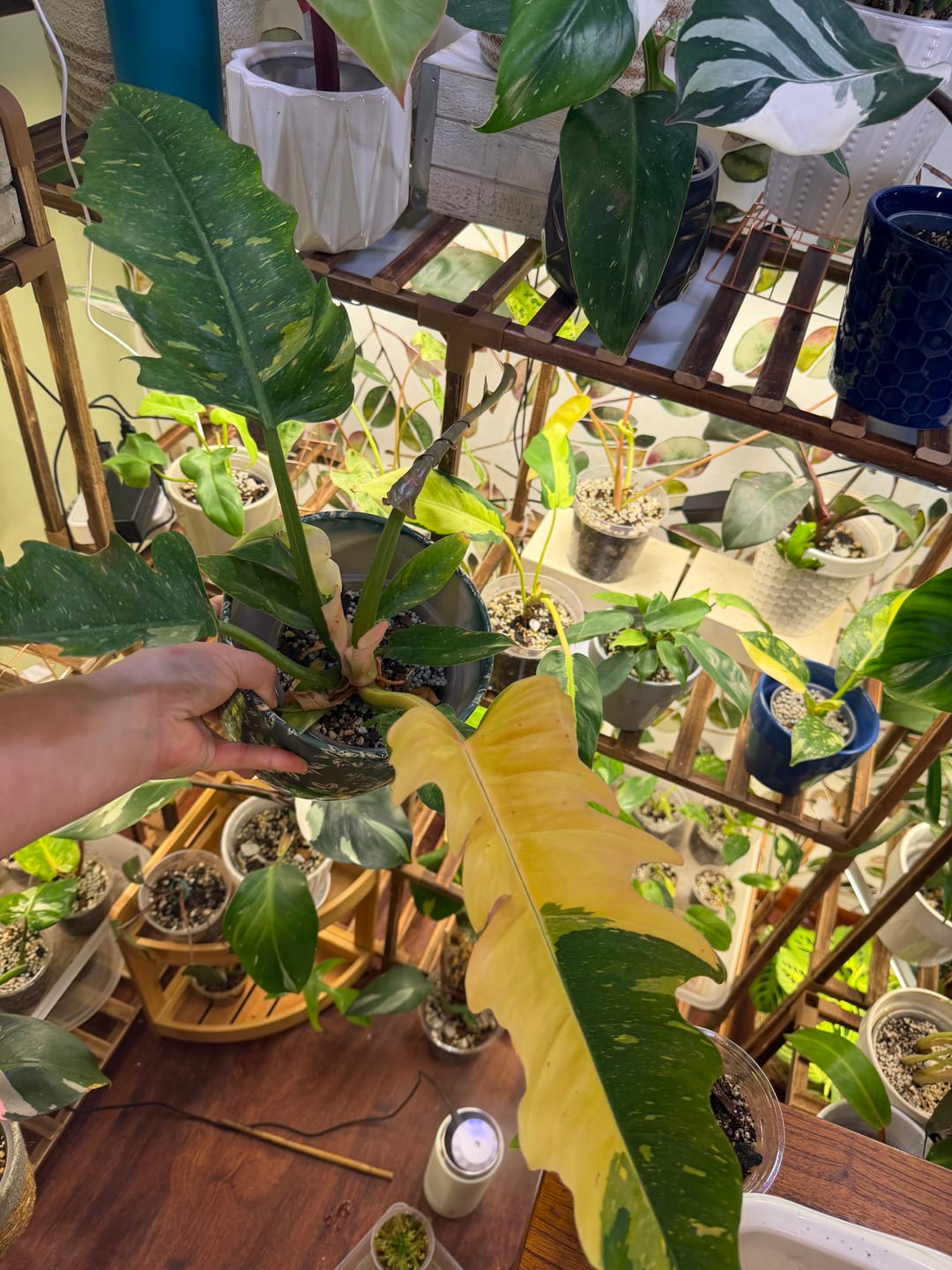 Customer photo review of Philodendron ‘Ring of Fire’