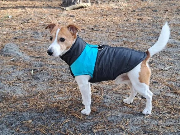 Customer photo review of Winter Pet Dog Clothes Warm Big Dog Coat Puppy Clothing Waterproof Pet Vest Jacket For Small Medium Large Dogs Golden Retriever