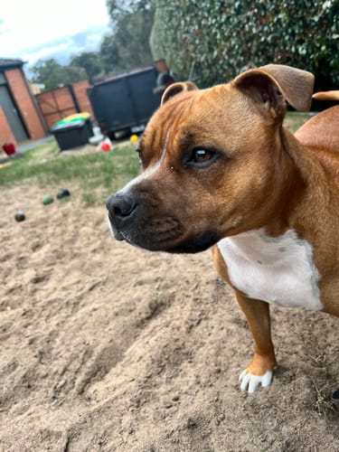 Customer photo review of Bugsy's Air-Dried Kangaroo