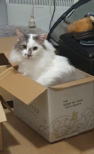 Customer photo review of 1 Month Supply – 2 Cat