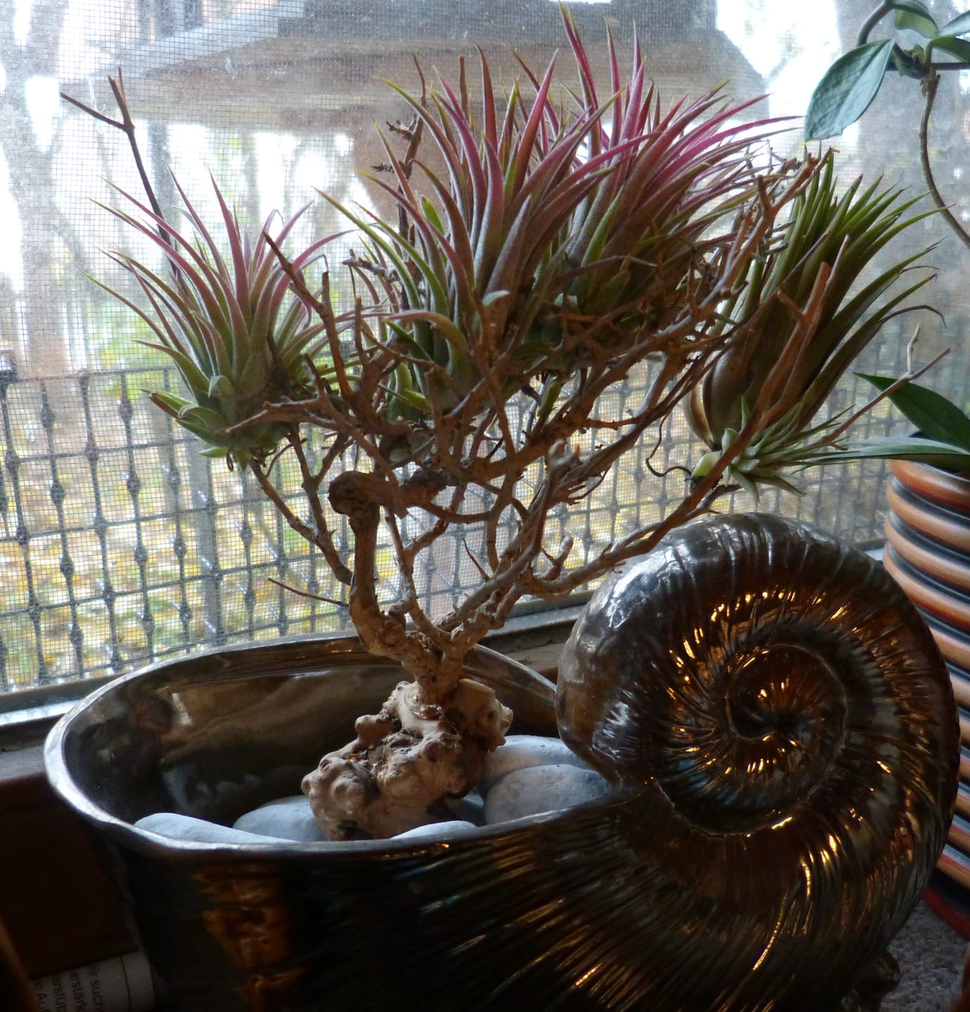 Customer photo review of Tillandsia ionantha 'Red Marble'