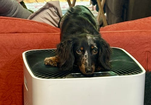 Customer photo review of DE-01 Dental Dogbiotic