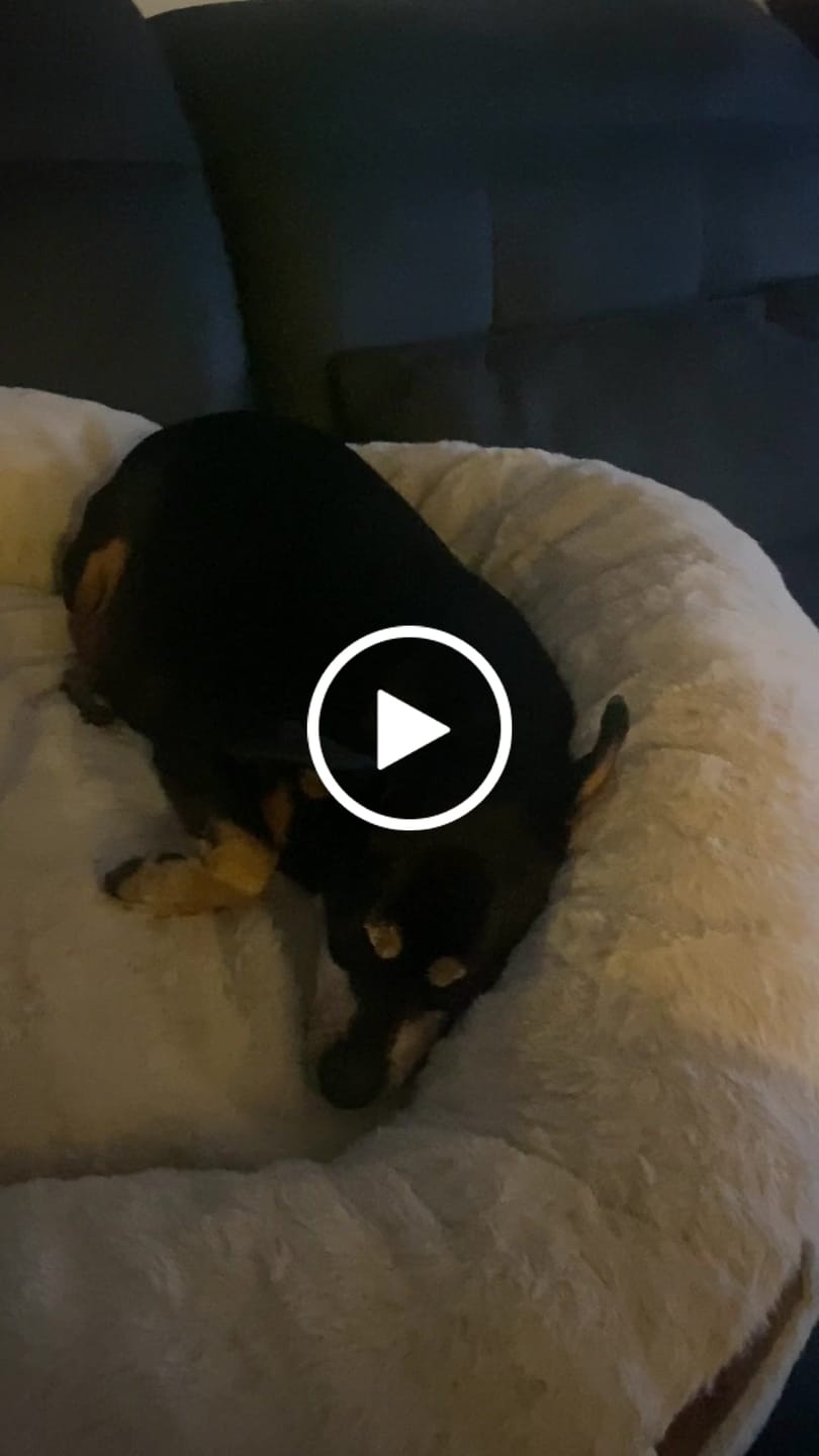 Customer video review of Pet Perfect Hoes (ZONDER VULLING) voor Orthopedische Donutmand - ZONDER VULLING