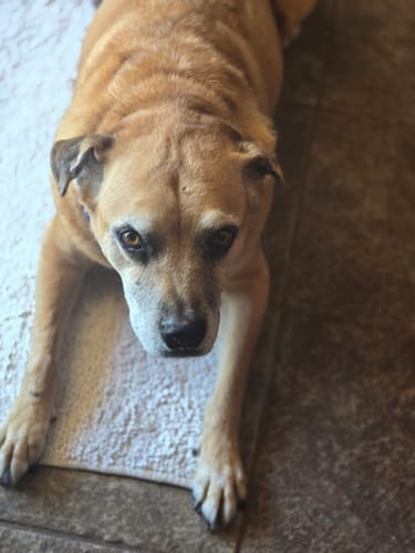 Customer photo review of Collagen Puptides