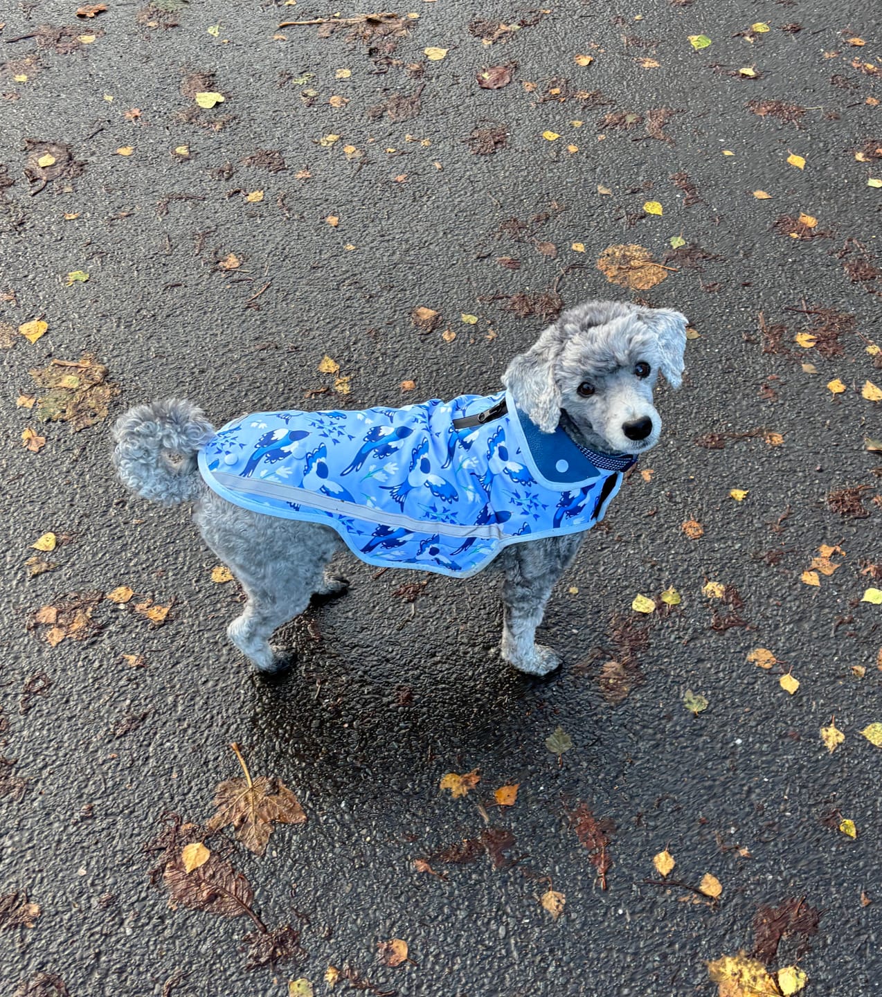 Customer photo review of Rain Jacket - Two For Joy