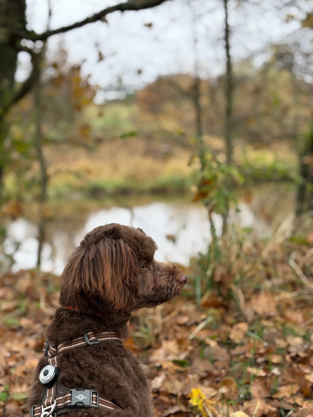 Customer photo review of Dog Copenhagen Walk Air™ hundesele Mocca