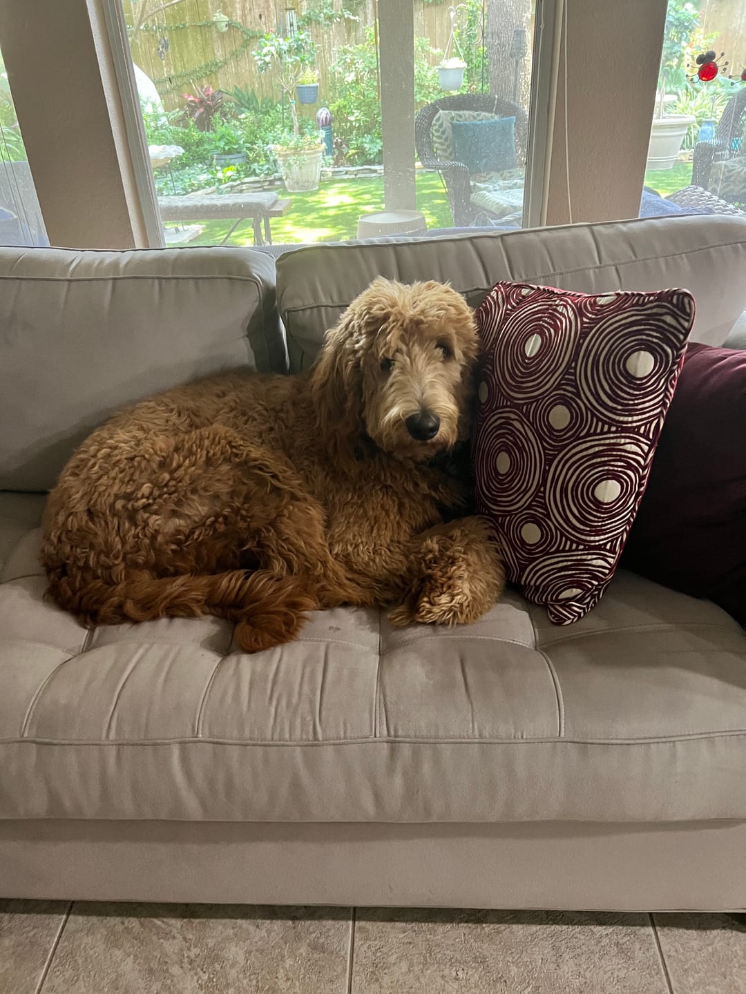 Customer photo review of Stick a Day Dogs | Beef Flavor | Specially Formulated 7-in-1 Functions Daily Real Meat Snacks for Dogs | Healthy Tasty Treat & Pet Vitamins & Supplements Combination (Pack of 28 Sticks)