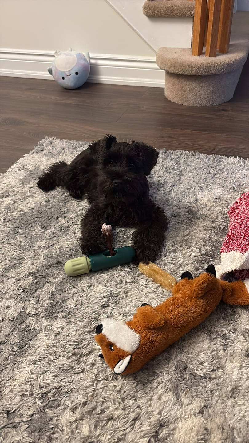 Customer photo review of Himalayan Yak Chew (MEDIUM)