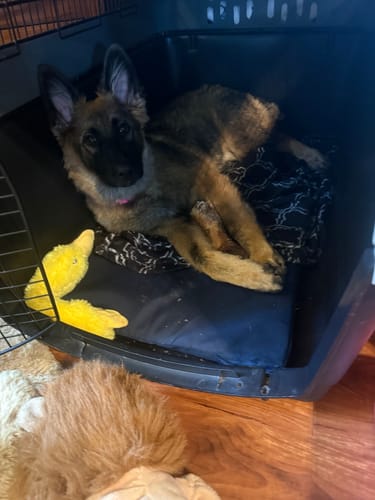 Customer photo review of Smoked Beef Marrow Bone