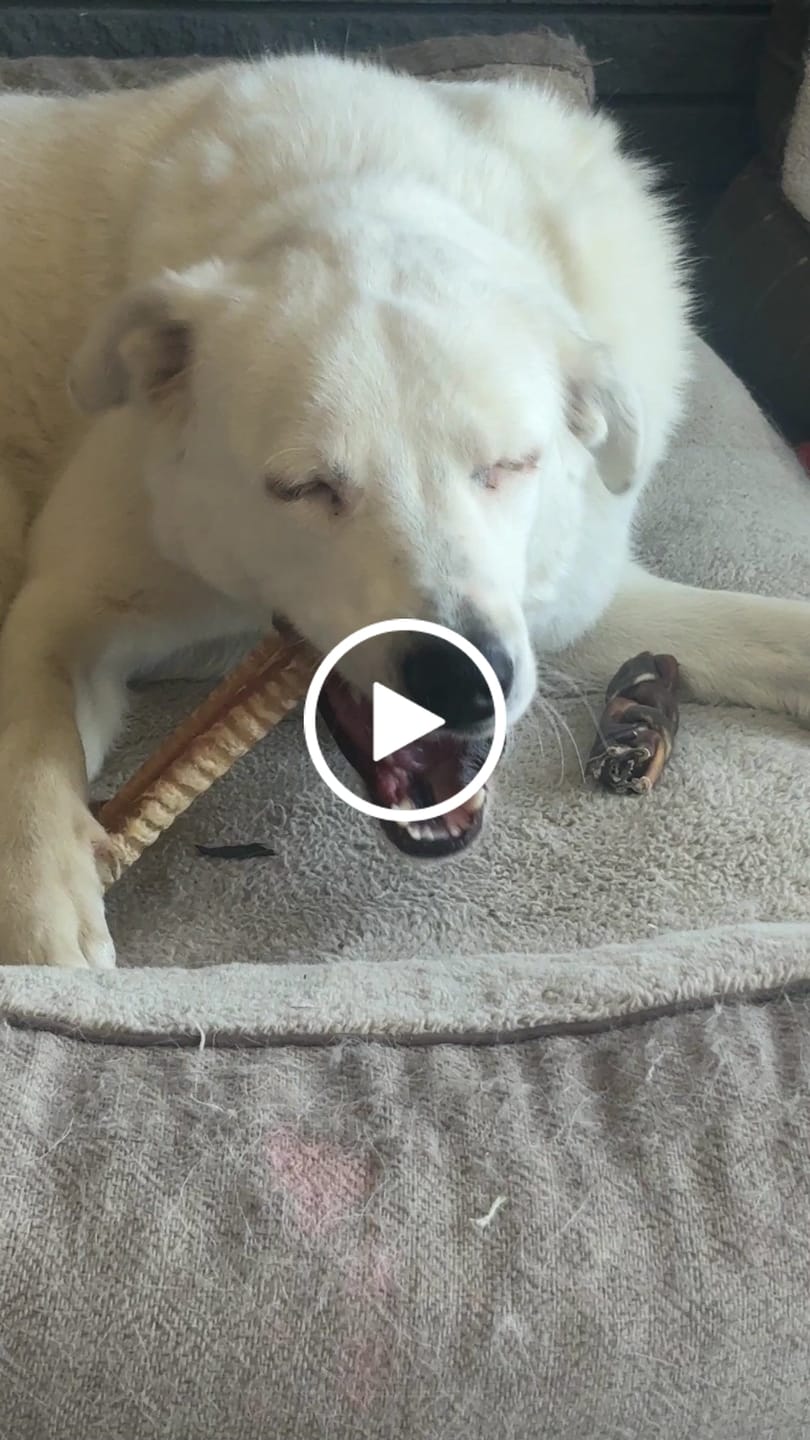 Customer video review of 6 Inch Beef Trachea