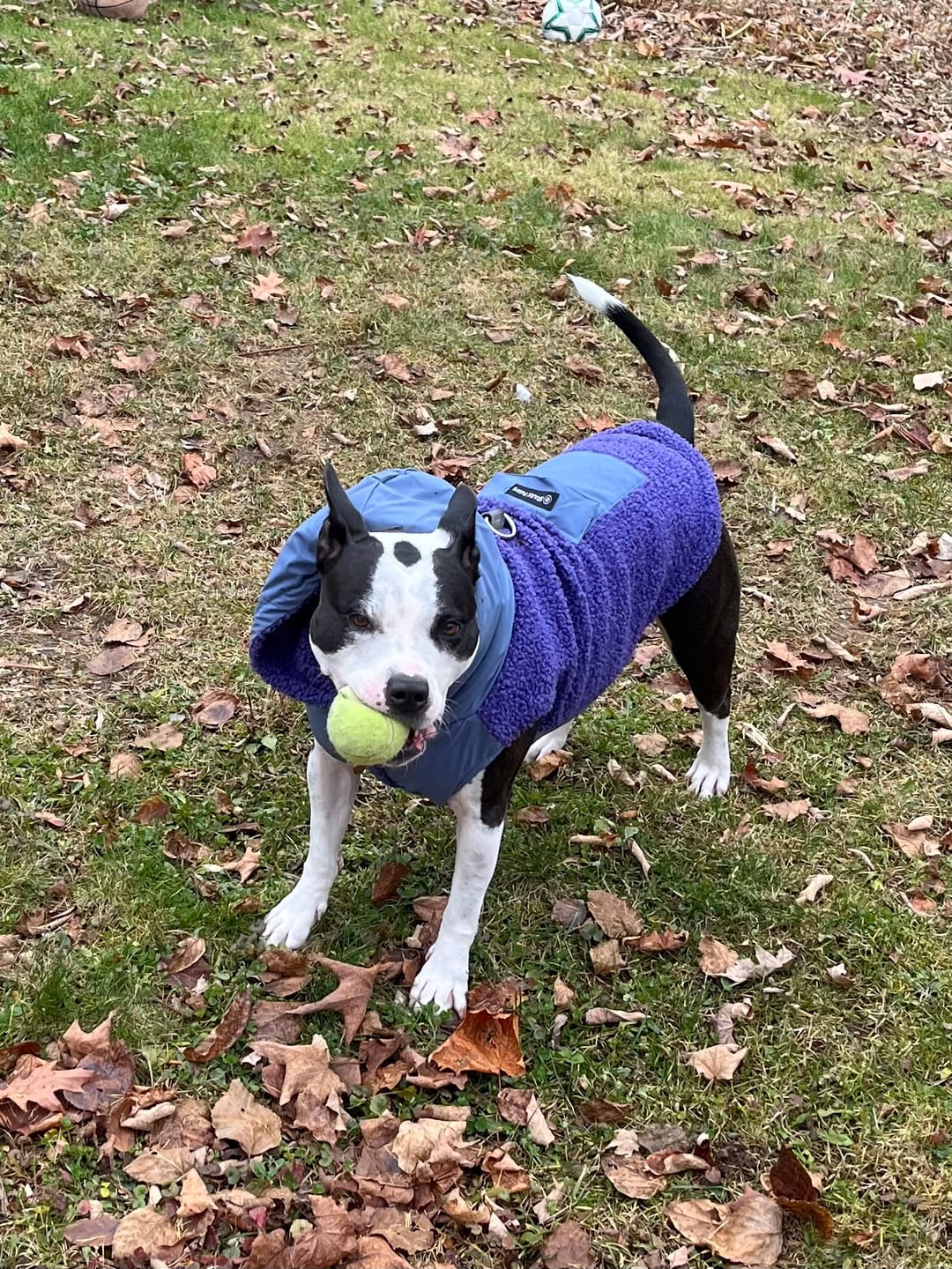 Customer photo review of Reversible Sherpa Jacket - Purple and Blue