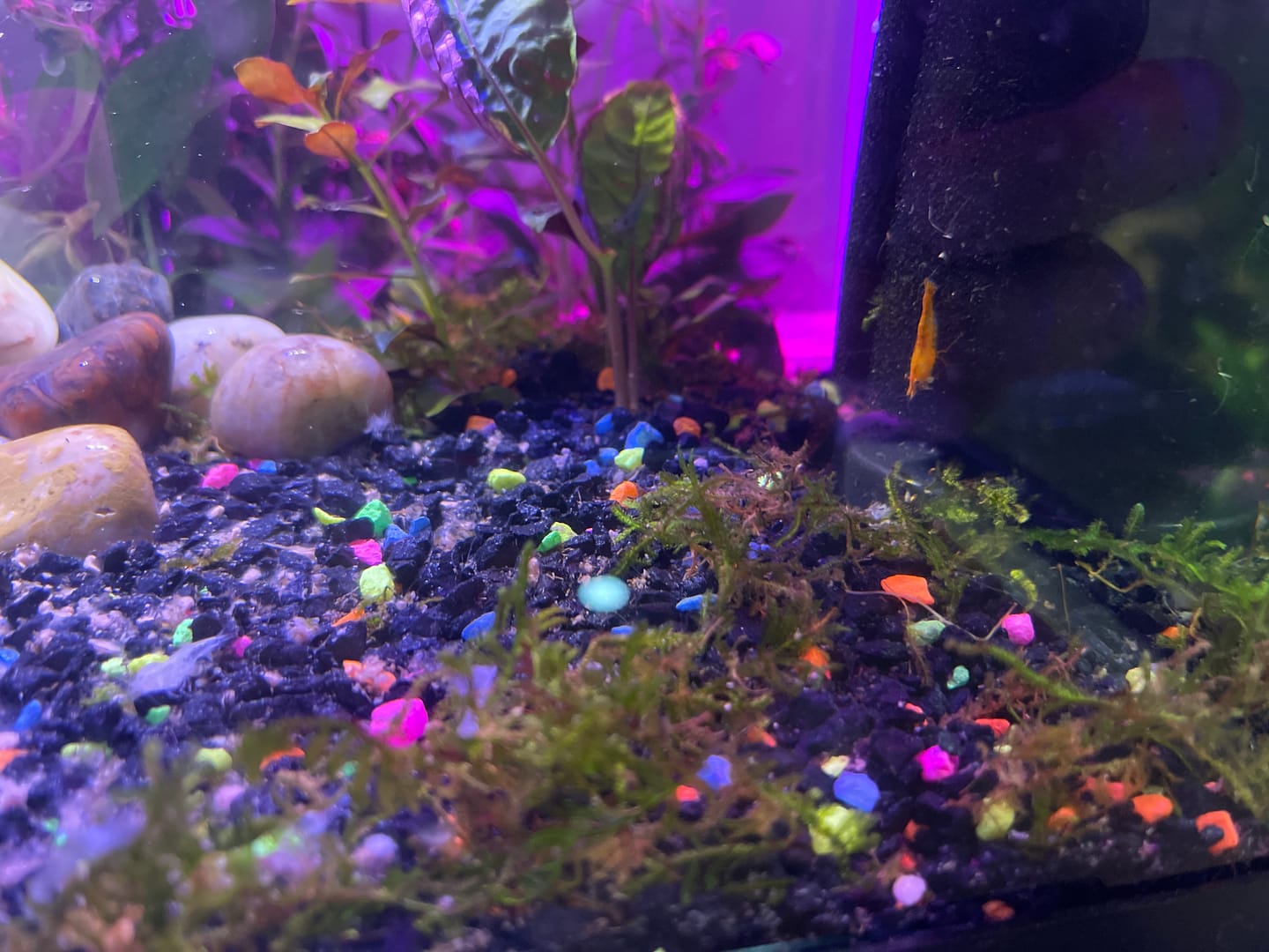 Customer photo review of Orange Rili Shrimp